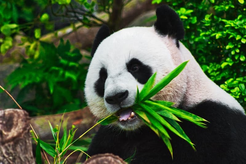 Giant panda