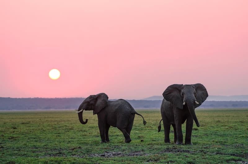 African savanna wildlife
